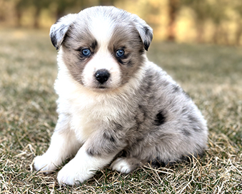 Mini Aussie Puppies